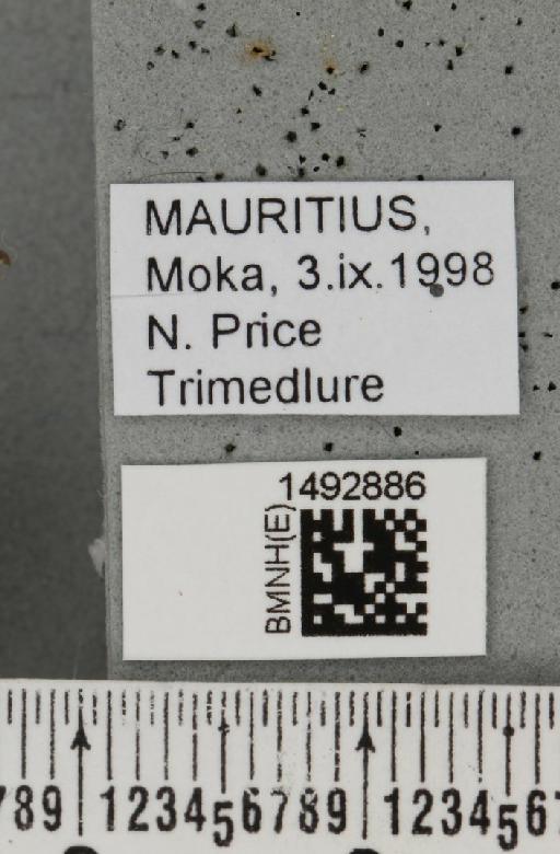 Ceratitis (Pterandrus) quilicii De Meyer et al., 2016 - BMNHE_1492886_label_43922