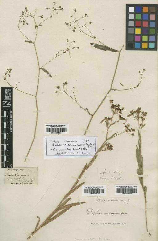 Bupleurum mucronatum Wight & Arn. - BM000885335