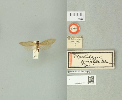 Dipseudopsis simplex Ulmer, 1906 - 011246790_175599_799874
