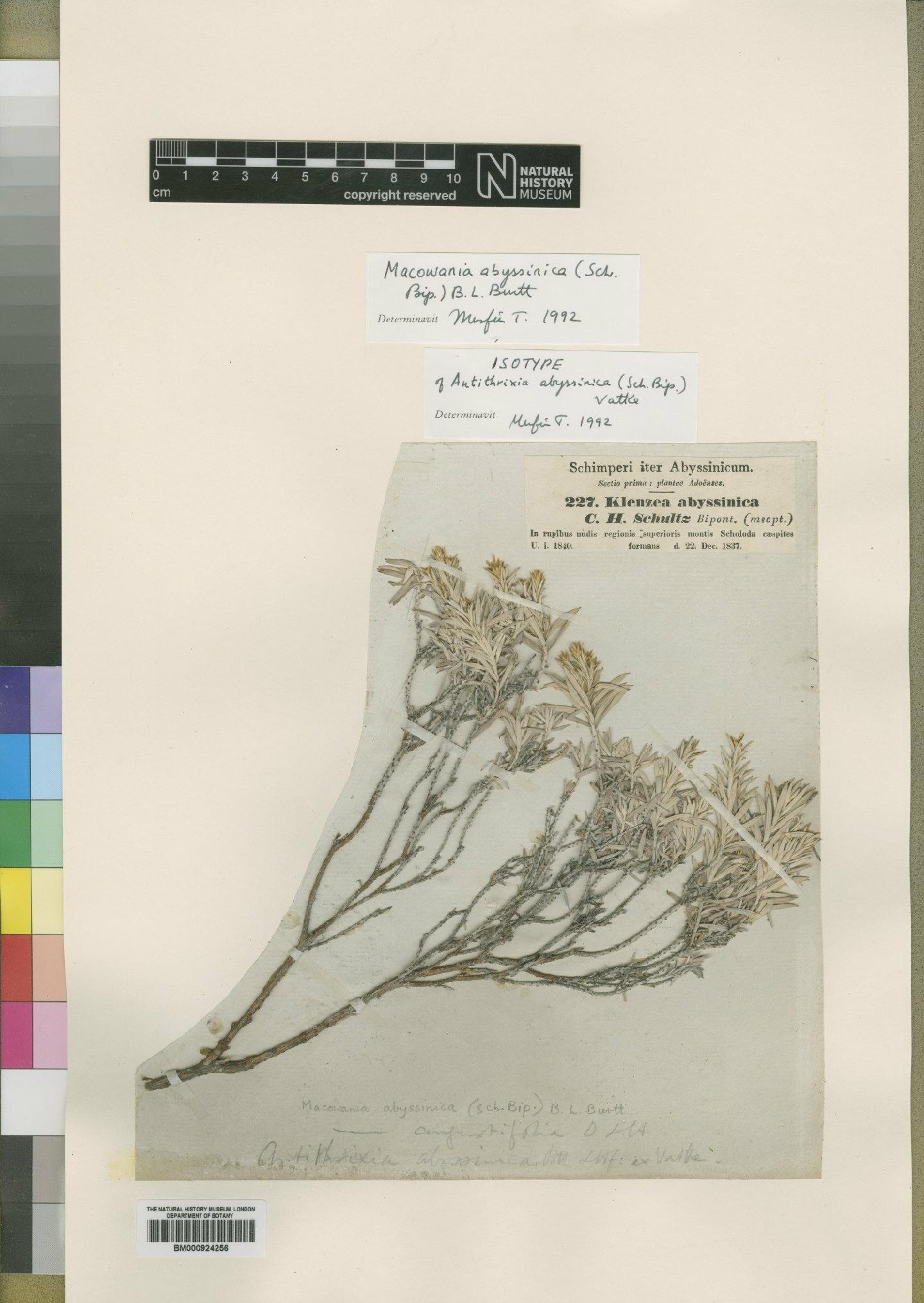 To NHMUK collection (Macowania abyssinica (Sch.Bip.) Burtt; Isotype; NHMUK:ecatalogue:4529284)