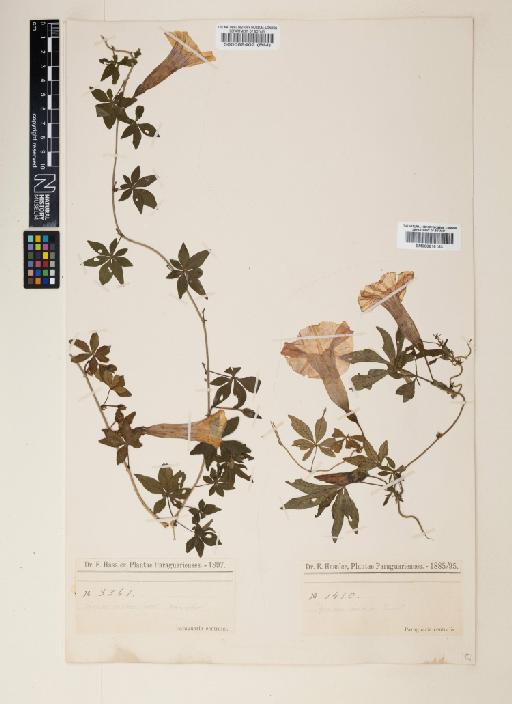 Ipomoea cairica (L.) Sweet - 000816153