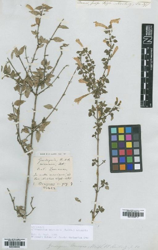 Clinopodium mexicanum (Benth.) Govaerts - BM000889843