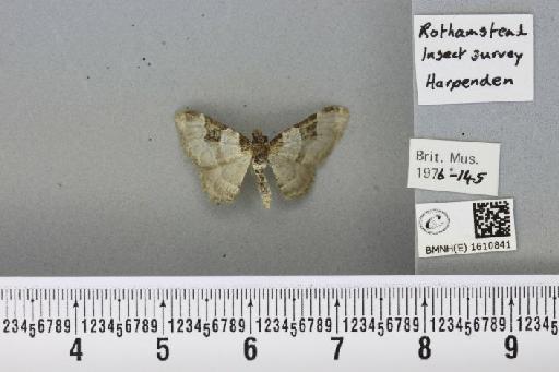 Xanthorhoe fluctuata fluctuata (Linnaeus, 1758) - BMNHE_1610841_a_308617