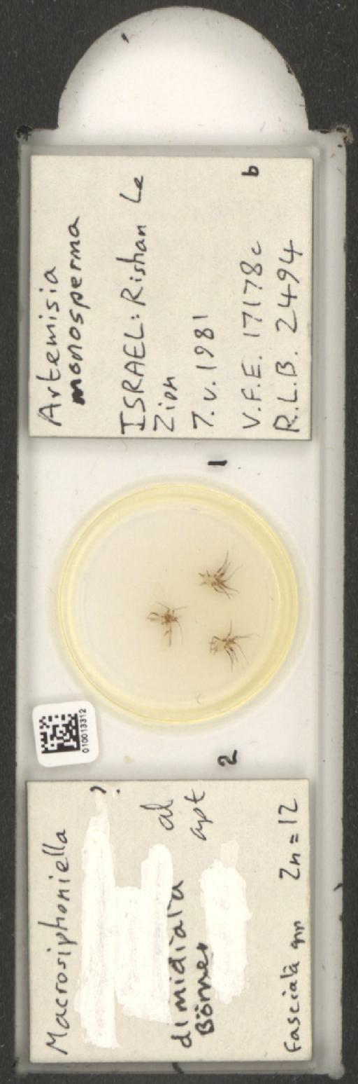 Macrosiphoniella dimidiata Börner, 1942 - 010013312_112659_1094720