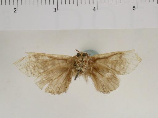 Indarbela quadrinotata Walker, 1856 - Cossus 4-notatus 1055085 ventral