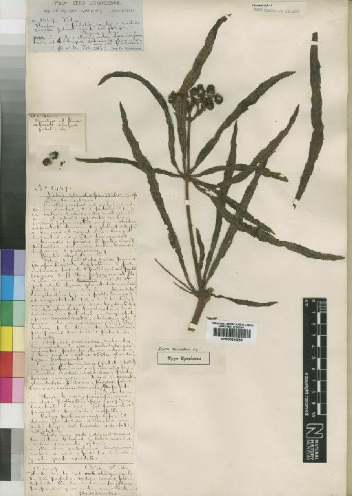 Cissus stenoloba (Welw. ex Baker) Planch. - BM000838265