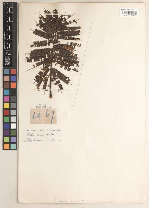 Parkia bicolor A.Chev. - BM013719195