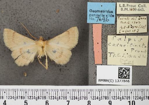 Salpis carneitincta Prout, 1910 - Salpis carneitincta Prout holotype male ventral