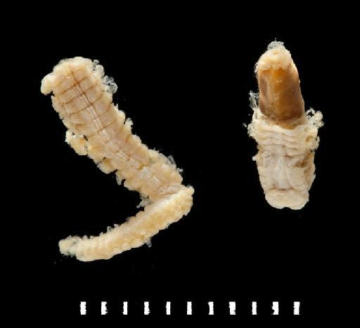 Phyllantinoe mollis McIntosh, 1876 - Polychaete type specimen 1921.5.1.497 view 1