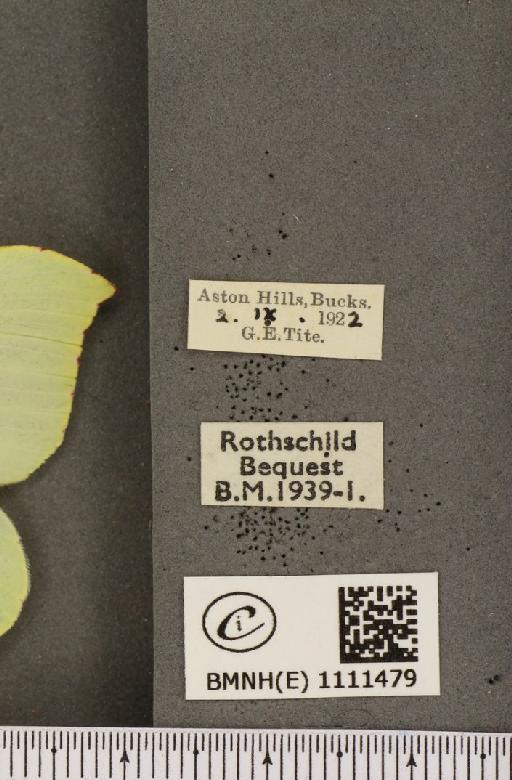 Gonepteryx rhamni rhamni ab. intermedia Tutt, 1896 - BMNHE_1111479_label_64703