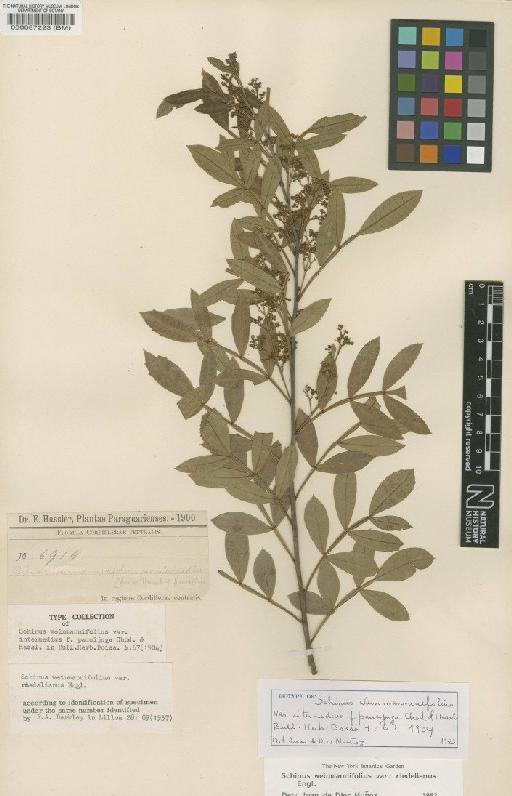 Schinus weinmanniifolia var. riedelianus Engl. - BM000087223
