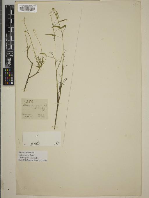 Cleome guianensis Aubl. - BM000574099