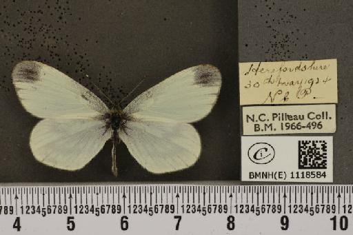 Leptidea sinapis sinapis Linnaeus, 1758 - BMNHE_1118584_73698