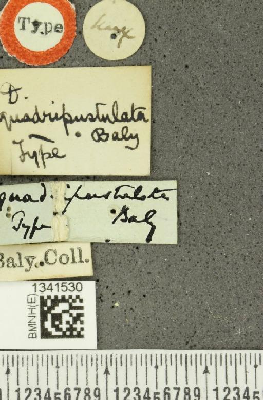 Gynandrobrotica quadripustulata (Baly, 1866) - BMNHE_1341530_label_23758