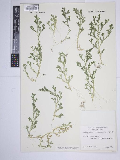 Selaginella kraussiana (Kunze) A.Braun - BM001185343