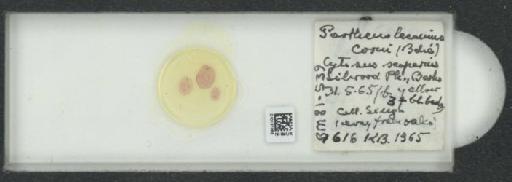 Parthenolecanium corni (Bouche, 1844) - 010137058_117397_1101018
