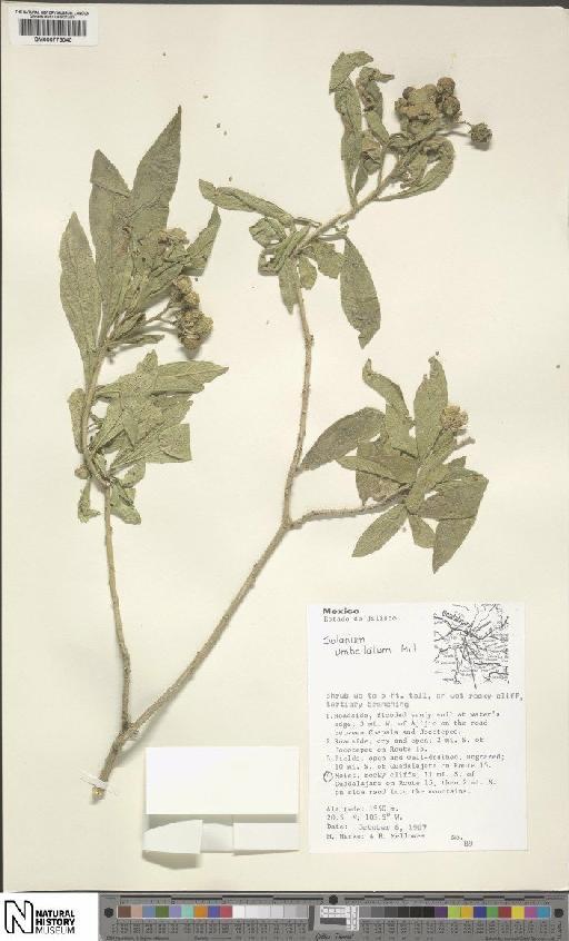 Solanum umbellatum Mill. - BM000775040