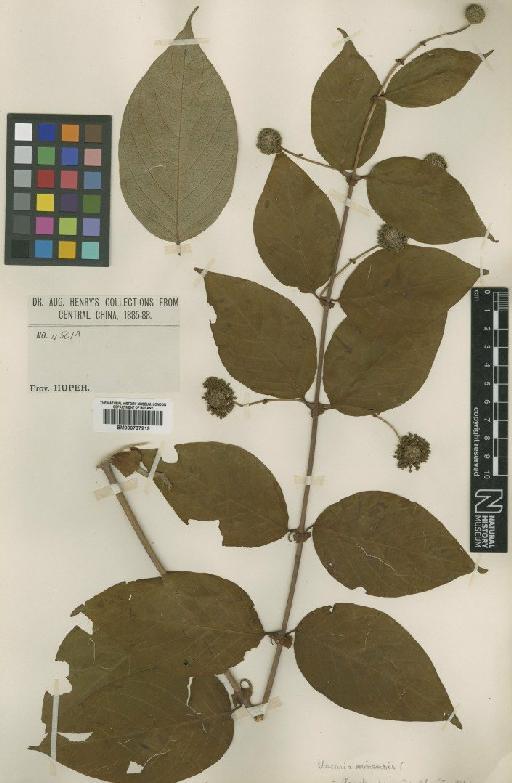 Uncaria sinensis (Oliv.) Havil. - BM000797219