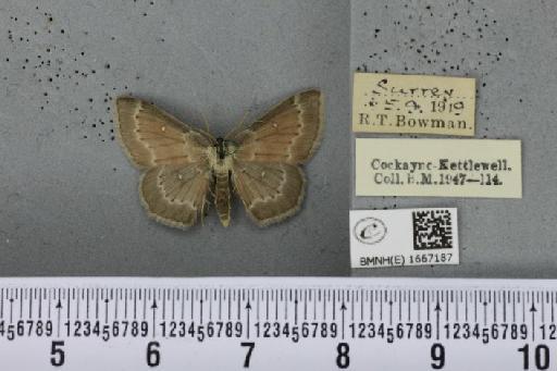 Cyclophora albipunctata (Hufnagel, 1767) - BMNHE_1667187_274227