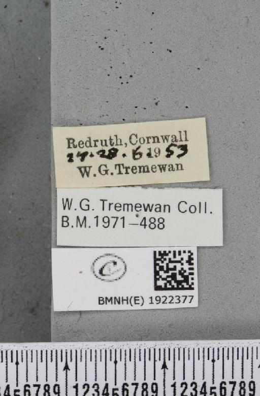 Alcis repandata repandata (Linnaeus, 1758) - BMNHE_1922377_label_477612