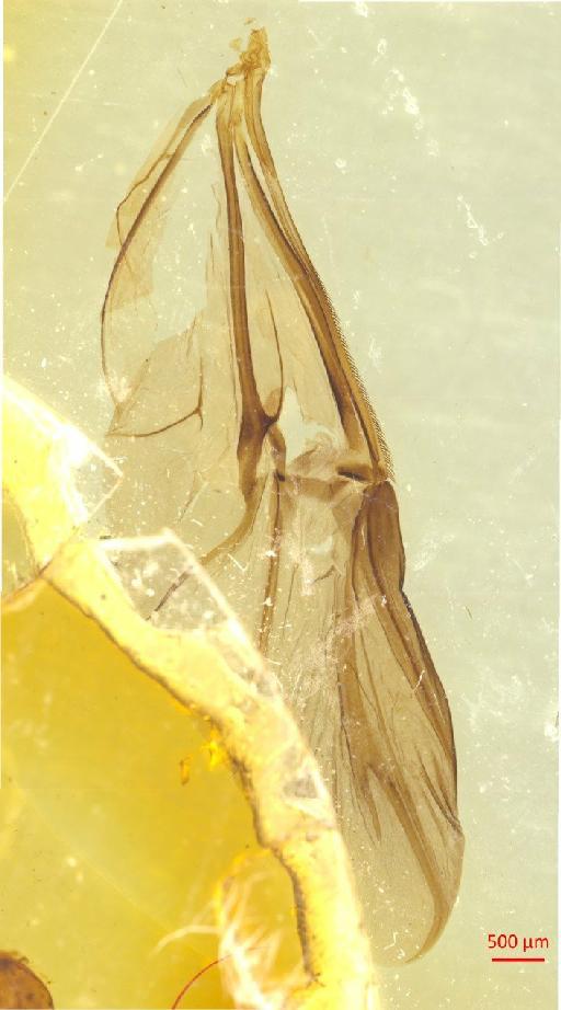 Eurysternus angustulus Harold, 1869 - 010189952___4