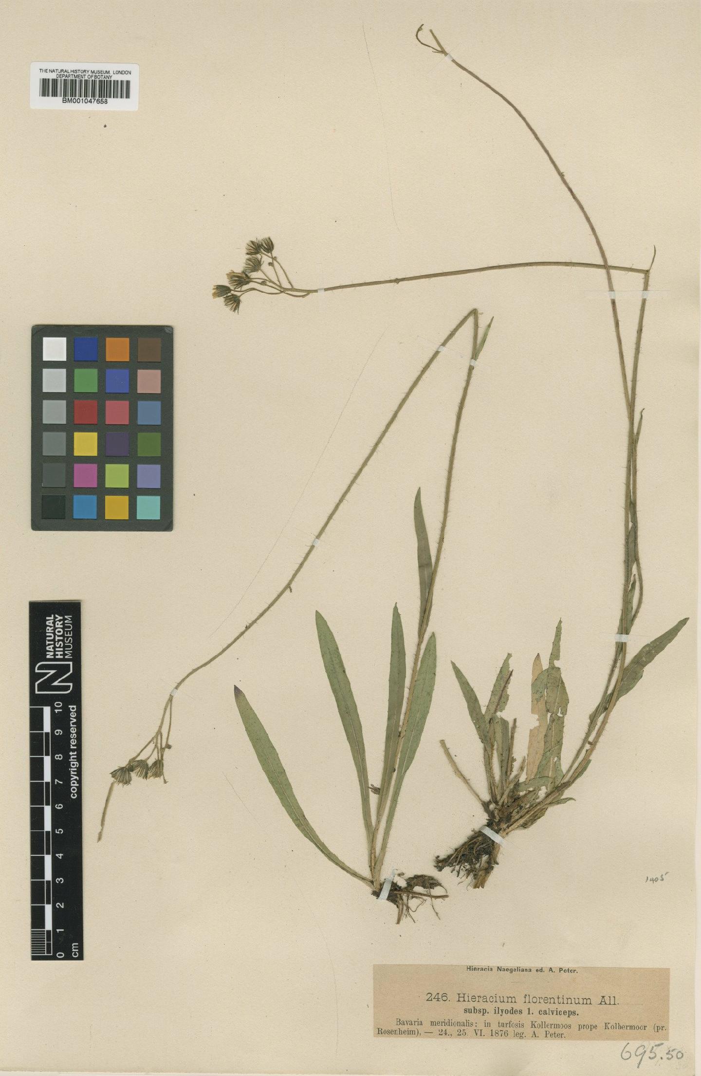 To NHMUK collection (Hieracium florentinum subsp. ilyodes Nägeli & Peter; NHMUK:ecatalogue:2804172)