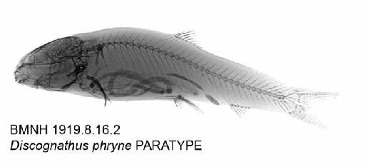 Discognathus phryne Annandale, 1919 - BMNH 1919.8.16.2 - Discognathus phryne PARATYPE Radiograph