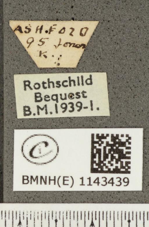 Lycaena phlaeas eleus ab. cuprinus Peyerimhoff, 1862 - BMNHE_1143439_label_108243
