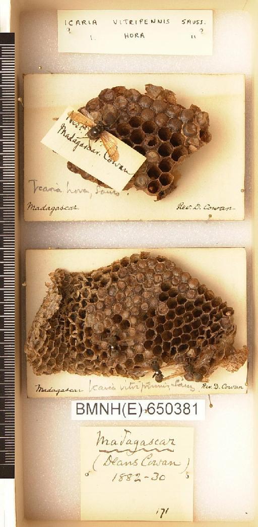 Icaria vitripennis & hora Saussure - Hymenoptera Nest BMNH(E) 650381