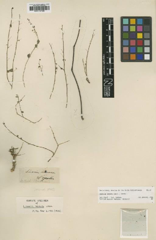 Kickxia incana (Wall.) Pennell - BM001067353