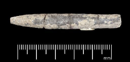 Passaloteuthis milleri (Phillips, 1867) - PI CC 1135 - belemnite