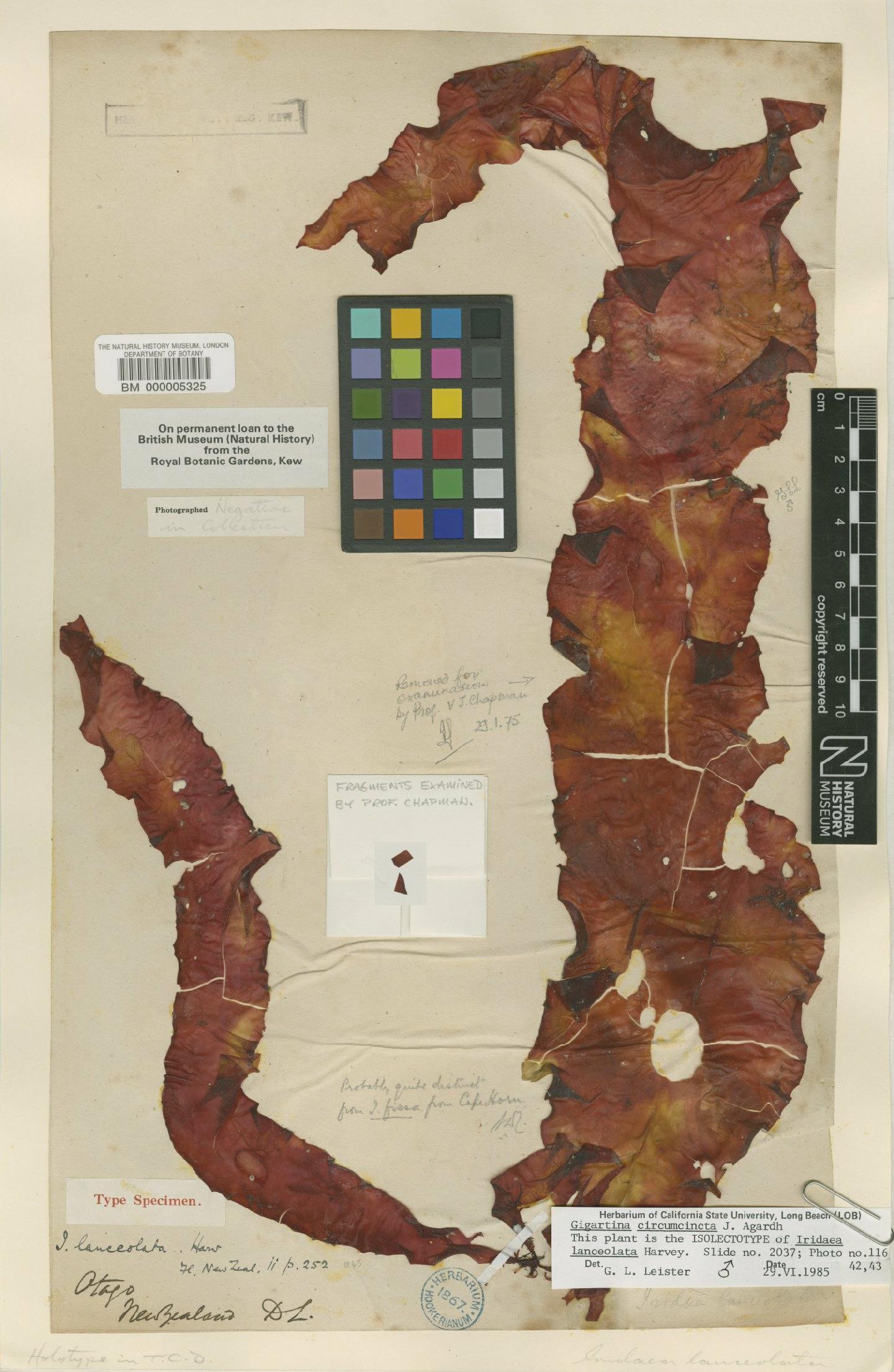 To NHMUK collection (Sarcothalia circumcincta (J.Agardh) Hommersand; Isolectotype; NHMUK:ecatalogue:2366056)