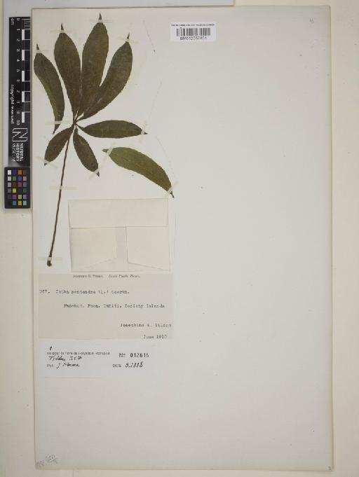Ceiba pentandra (L.) Gaertn - BM012557831