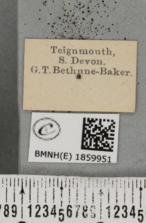 Pseudopanthera macularia (Linnaeus, 1758) - BMNHE_1859951_label_430288