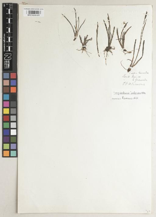 Sisyrinchium tinctorium Kunth - BM014605591