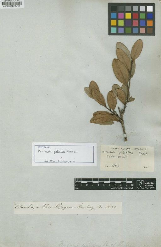Macleania pubiflora Benth. - BM000582200