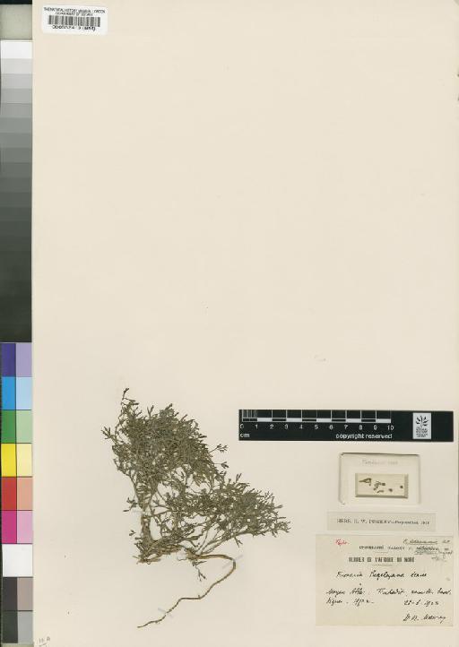 Fumaria pugsleyana (Pugsley) Lidén - BM000552413