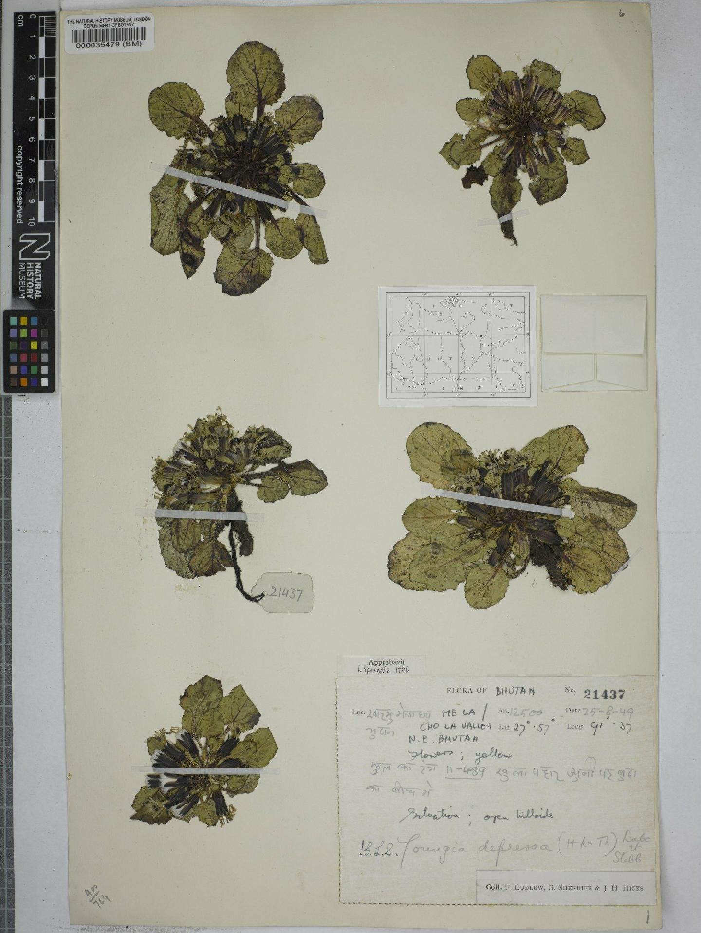 To NHMUK collection (Youngia depressa (Hook.f. & Thomson) Babcock & Stebbins; NHMUK:ecatalogue:9149081)