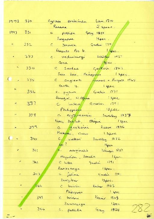 Cypraea englerti Summers & Burgess, 1965 - Zoology Accessions Register: Mollusca: 1986 - 1993: page 282