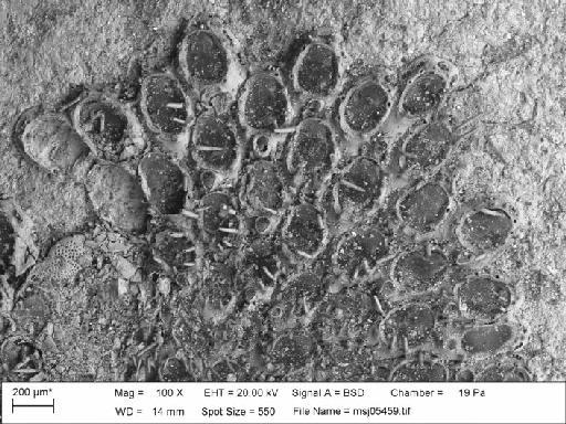 Callopora lineata (Linnaeus, 1767) - Callopora_lineata_msj05459