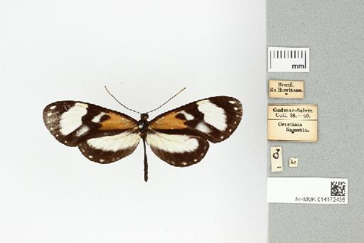 Hyalyris fiammetta (Hewitson, 1852) - 014172436_dorsal