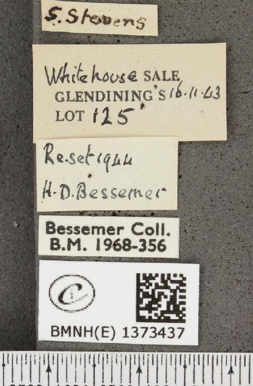 Cyaniris semiargus semiargus (Rottemburg, 1775) - BMNHE_1373437_label_167441