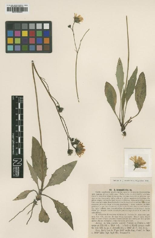 Hieracium sommerfeltii Lindeb - BM001050880