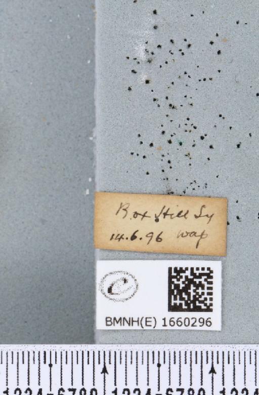 Setina irrorella (Linnaeus, 1758) - BMNHE_1660296_label_258776