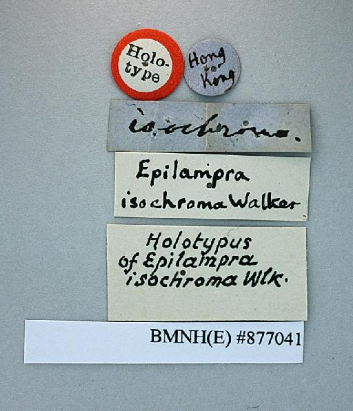 Epilampra isochroma Walker, 1868 - Epilampra isochroma Walker, F, 1868, male, holotype, labels. Photographer: Aging Wang. BMNH(E)#877041