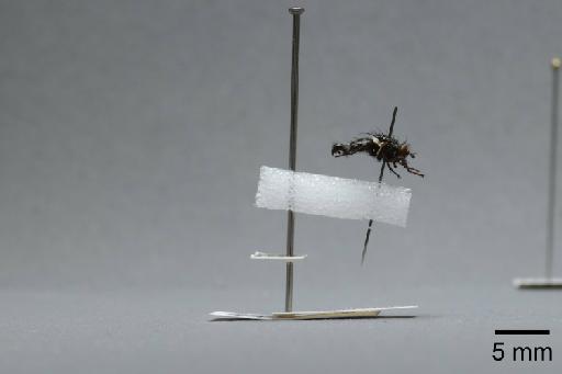 Sarcophaga (Myorhina) villeneuvei Boettcher, 1912 - 015092579_lateral