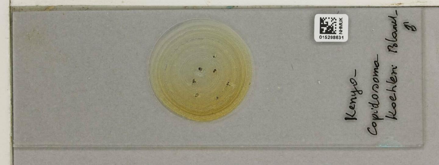 Copidosoma koehleri thumbnail