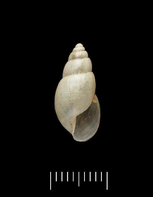 Bulimus grateloupi Pfeiffer, 1846 - 1988140, SYNTYPE(S), Bulimus grateloupi Pfeiffer, 1846