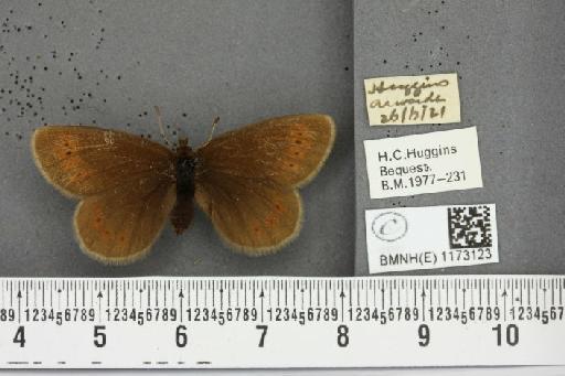 Erebia epiphron mnemon (Haworth, 1812) - BMNHE_1173123_28720