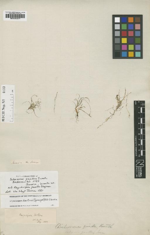 Rhynchospora berteroi (Spreng.) C.B.Clarke - BM000938377